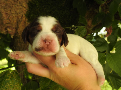 Les chiots de Cocker Spaniel Anglais