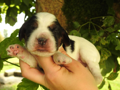 Femelle tricolore - Cocker Spaniel Anglais