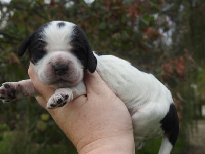 Les chiots de Cocker Spaniel Anglais