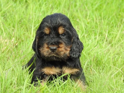 Les chiots de Cocker Spaniel Anglais