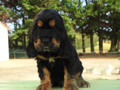 Les chiots de Cocker Spaniel Anglais