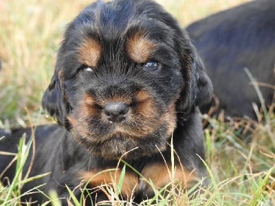 Les chiots de Cocker Spaniel Anglais