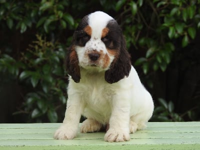 Les chiots de Cocker Spaniel Anglais