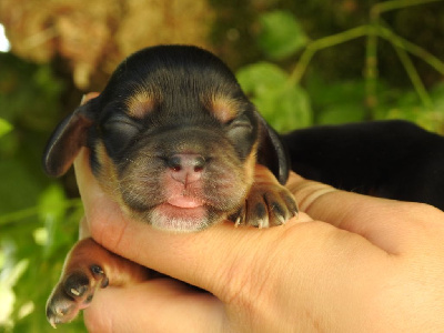 Les chiots de Cocker Spaniel Anglais