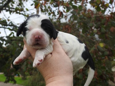 Les chiots de Cocker Spaniel Anglais