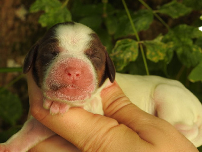 Les chiots de Cocker Spaniel Anglais