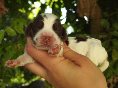 Les chiots de Cocker Spaniel Anglais