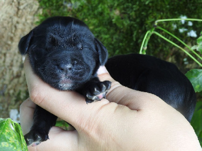 Les chiots de Cocker Spaniel Anglais