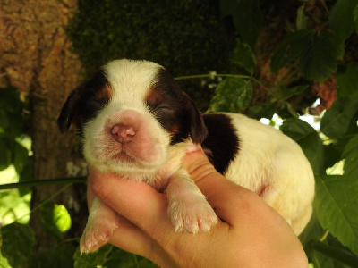 Les chiots de Cocker Spaniel Anglais