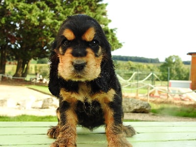 Les chiots de Cocker Spaniel Anglais