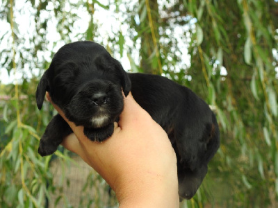 Mâle noir - Cocker Spaniel Anglais