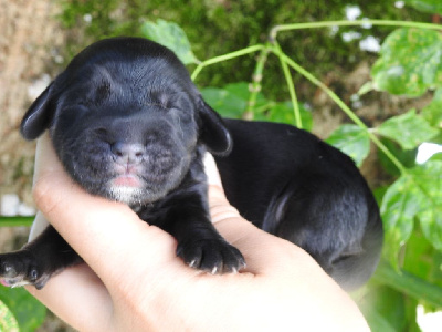 Les chiots de Cocker Spaniel Anglais