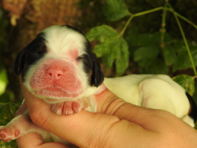 Les chiots de Cocker Spaniel Anglais