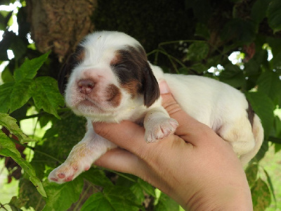 Les chiots de Cocker Spaniel Anglais