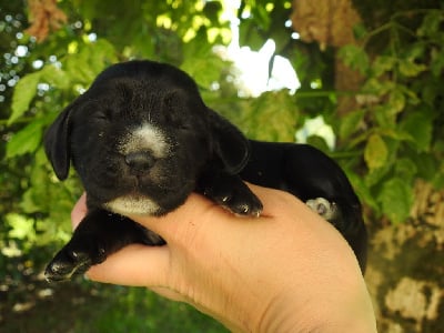 Femelle noire - Cocker Spaniel Anglais