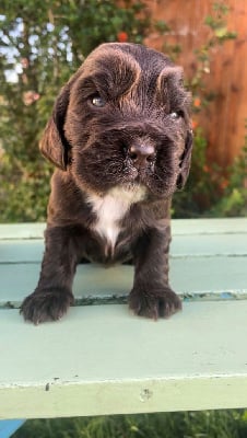 Les chiots de Cocker Spaniel Anglais