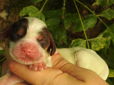 Les chiots de Cocker Spaniel Anglais