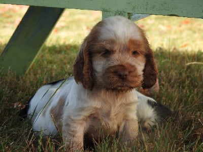 Les chiots de Cocker Spaniel Anglais