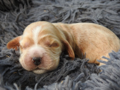 Les chiots de Cocker Spaniel Anglais