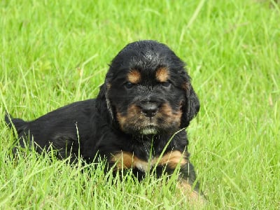 Mâle noir et feu - Cocker Spaniel Anglais