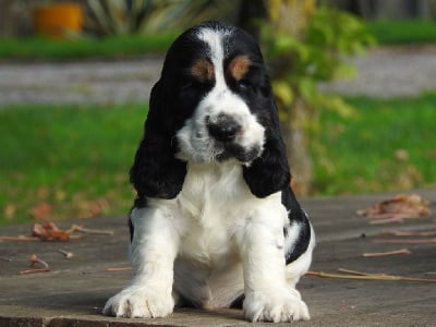 Les chiots de Cocker Spaniel Anglais