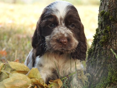 Les chiots de Cocker Spaniel Anglais