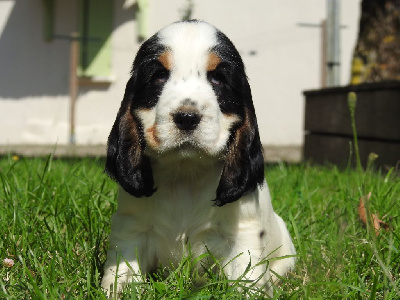 Les chiots de Cocker Spaniel Anglais