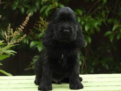 Les chiots de Cocker Spaniel Anglais