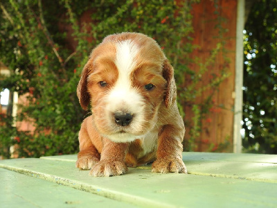 Les chiots de Cocker Spaniel Anglais