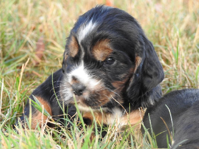 Les chiots de Cocker Spaniel Anglais