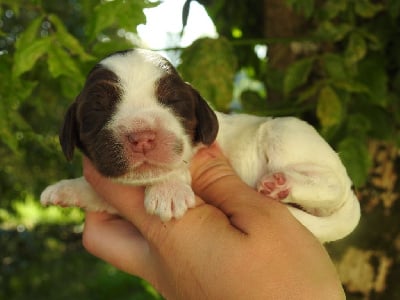 Les chiots de Cocker Spaniel Anglais