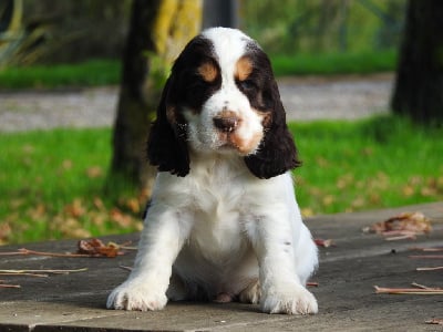 Les chiots de Cocker Spaniel Anglais