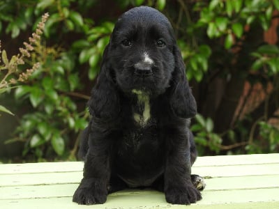 Les chiots de Cocker Spaniel Anglais