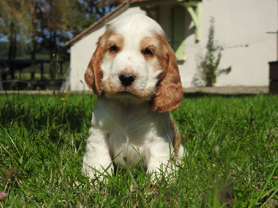 Les chiots de Cocker Spaniel Anglais