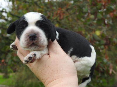 Les chiots de Cocker Spaniel Anglais