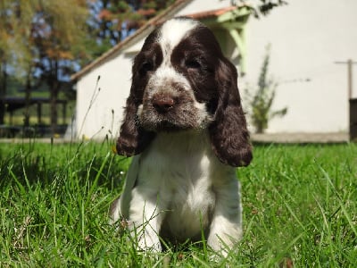 Les chiots de Cocker Spaniel Anglais