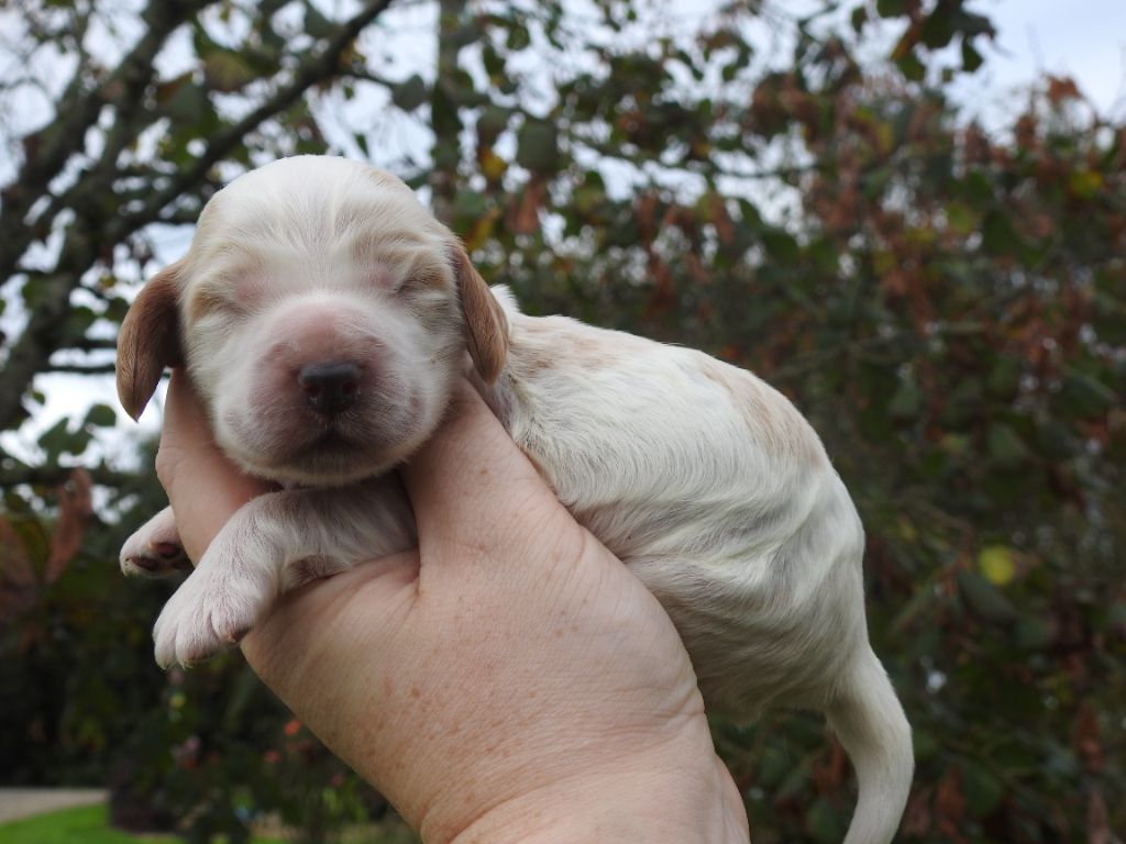 Mâle blanc et orange rouan - Cocker Spaniel Anglais