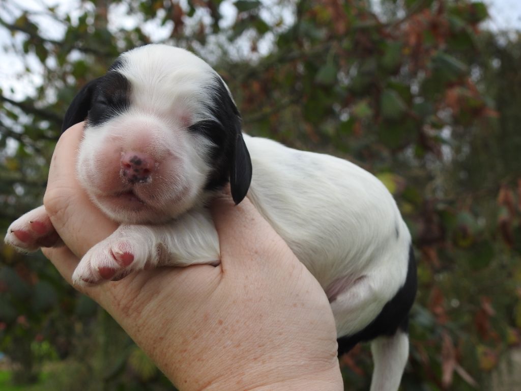 Mâle tricolore - Cocker Spaniel Anglais