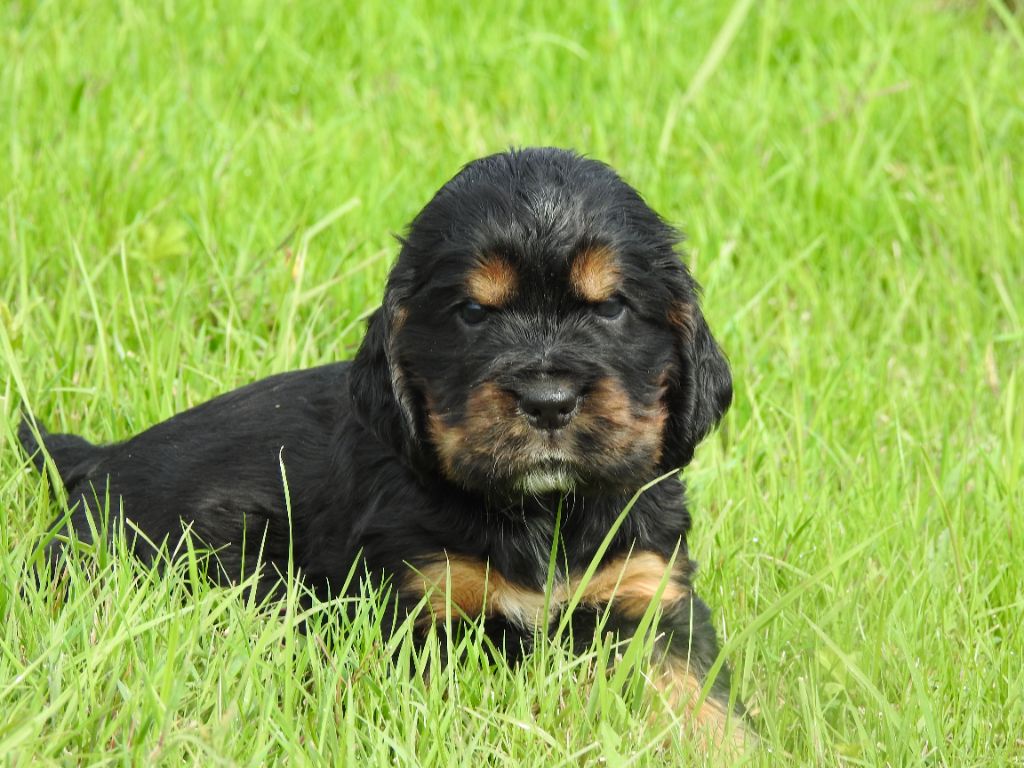 Mâle noir et feu - Cocker Spaniel Anglais