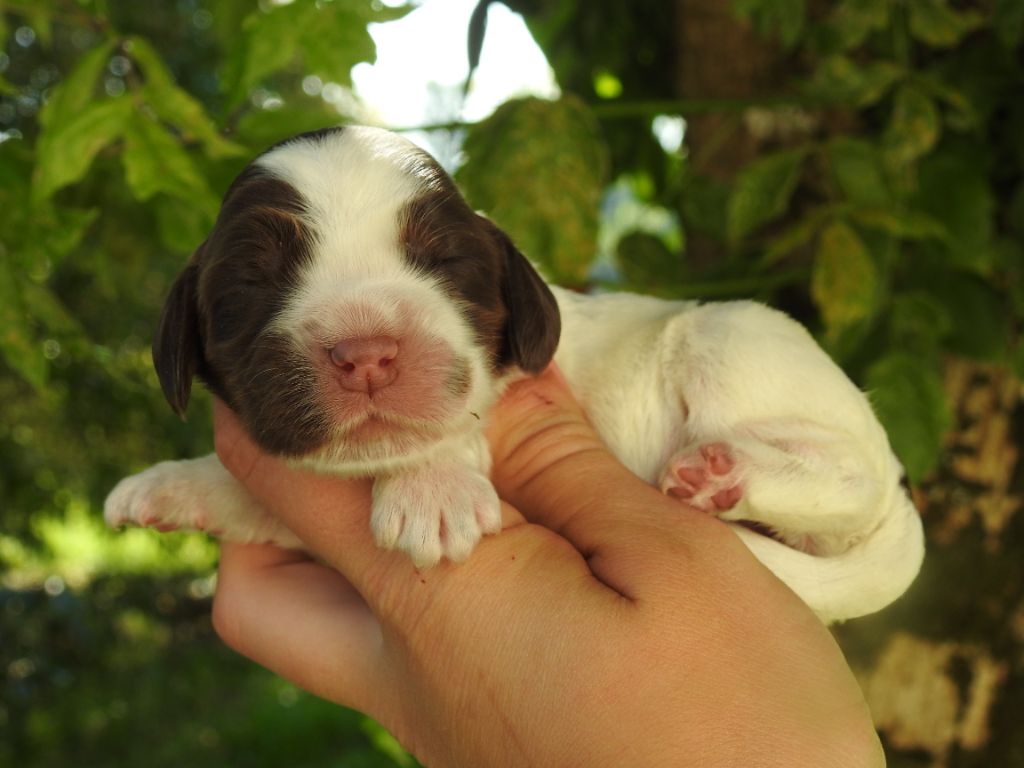 Femelle tri chocolat rouan - Cocker Spaniel Anglais