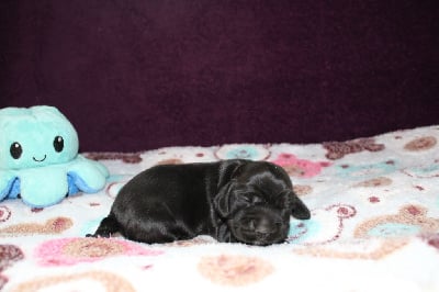 Les chiots de Cocker Spaniel Anglais