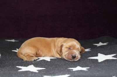 Les chiots de Cocker Spaniel Anglais