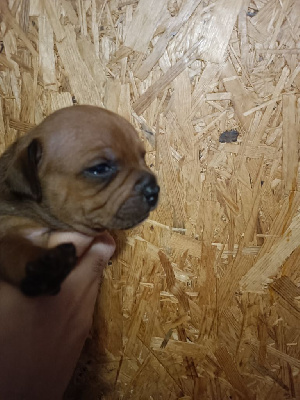 Les chiots de Staffordshire Bull Terrier