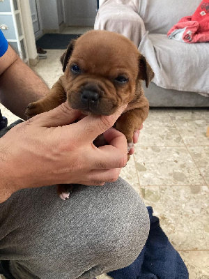 Les chiots de Staffordshire Bull Terrier