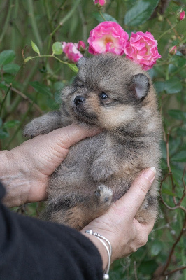 Les chiots de Spitz allemand