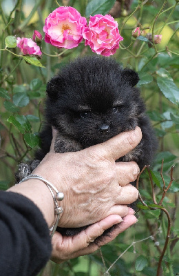 Les chiots de Spitz allemand