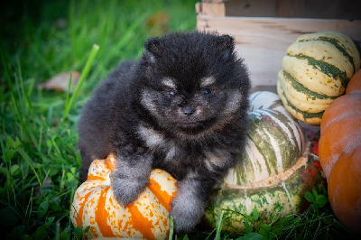 Les chiots de Spitz allemand