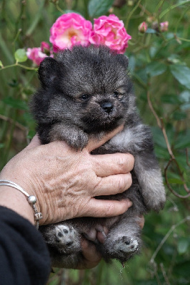 Les chiots de Spitz allemand