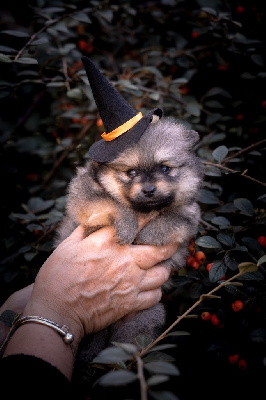 Les chiots de Spitz allemand