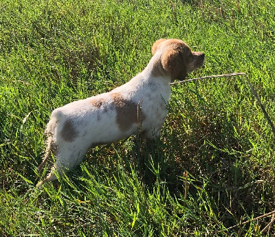 Les chiots de Epagneul Breton